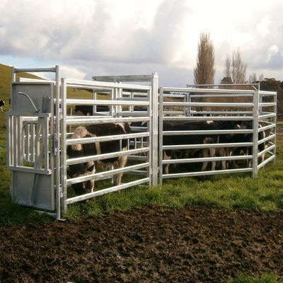 Farm1.8m Square Tube Cattle Panel Fence Galvanized Customized