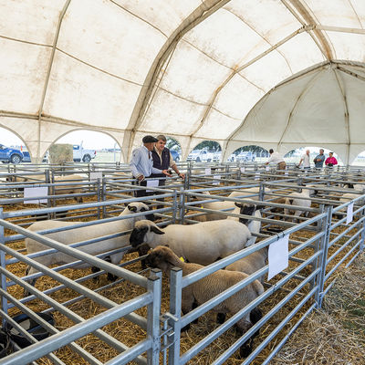 Length 2.1m Heavy Duty Sheep Livestock Panels Round Tube Square Tube Oval Tube