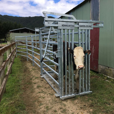 32mm Frame Stability Cattle Crushes Cattle Farm Equipment Easy To Clean
