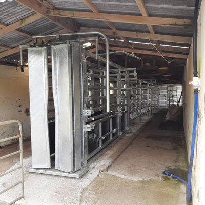 32mm Frame Stability Cattle Crushes Cattle Farm Equipment Easy To Clean