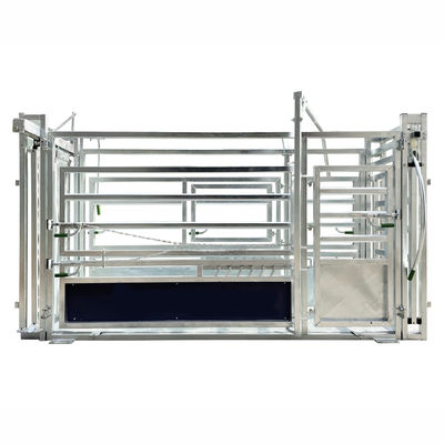 With Weighing Scale Heavy Duty Cattle Crush Panel With Controlling The Cows Body