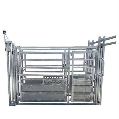 With Weighing Scale Heavy Duty Cattle Crush Panel With Controlling The Cows Body