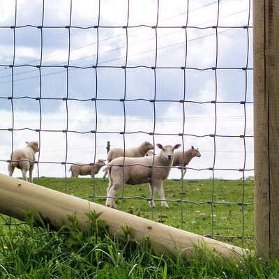 2.6m Height Rot Proof Hinge Joint Fence Barbered Wire Durable Best Field Fence For Cattle