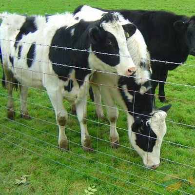 2.6m Height Rot Proof Hinge Joint Fence Barbered Wire Durable Best Field Fence For Cattle