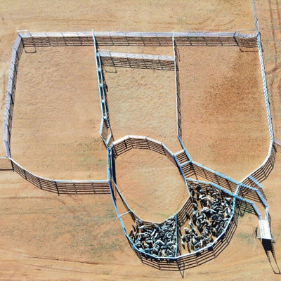 Vertical Pipe 50x50x2.0mm Farming Livestock Pens Welding Durable sheep fencing panels