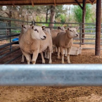 Protect Sheep And Goat Fence Panels Galvanized Steel Pipe Sheep Catch Pen