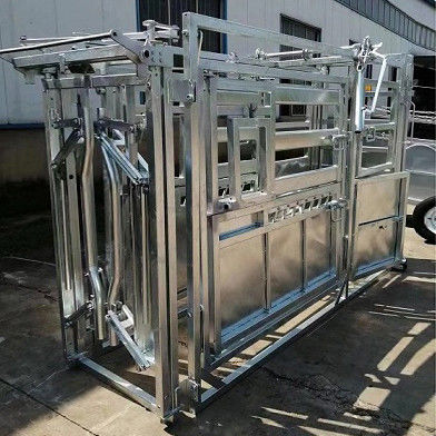 Heat treated Cattle Crushes 2005mmH*3005mmL*850mmW Neck Retaining Clamp Livestock Markets