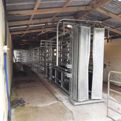 Heat treated Cattle Crushes 2005mmH*3005mmL*850mmW Neck Retaining Clamp Livestock Markets