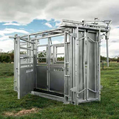 Heat treated Cattle Crushes 2005mmH*3005mmL*850mmW Neck Retaining Clamp Livestock Markets