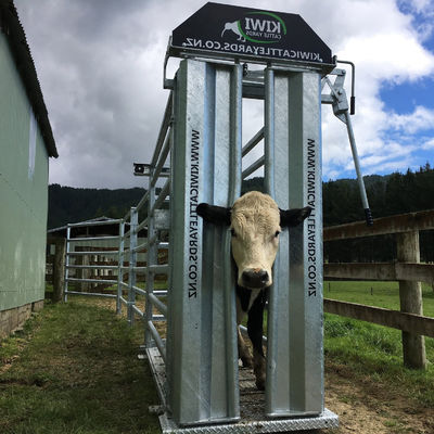 Heat treated Cattle Crushes 2005mmH*3005mmL*850mmW Neck Retaining Clamp Livestock Markets