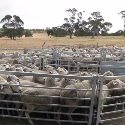 1.2m Welded Goat Fence Panel Galvanized Sheep Hurdle For Sheep Farm